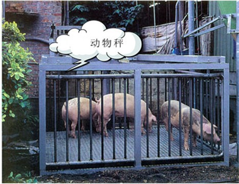 畜牧秤_畜牧秤價(jià)格_供應(yīng)稱豬稱牛等動(dòng)物專用畜牧秤(圖1) 畜牧秤